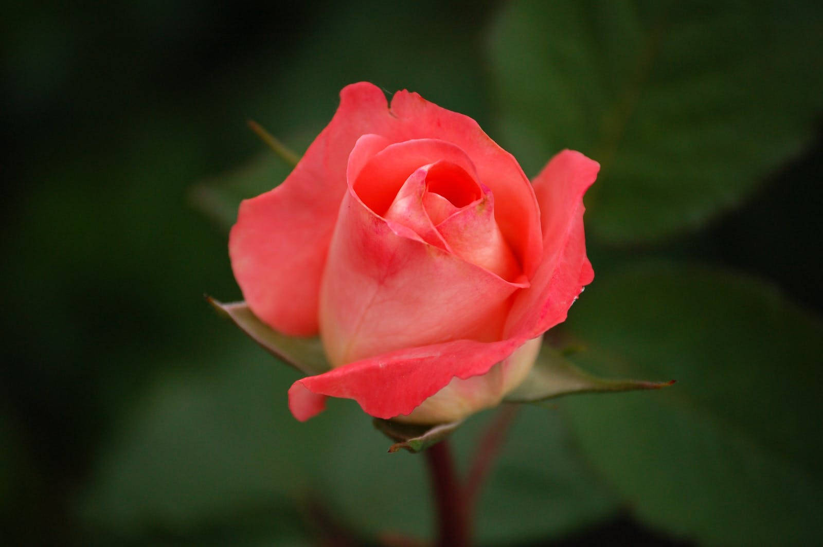 粉紅花蕾玫瑰高清壁紙 壁紙 — 一朵精緻的珊瑚玫瑰花蕾在柔和模糊的綠色背景和溫柔光線中綻放。