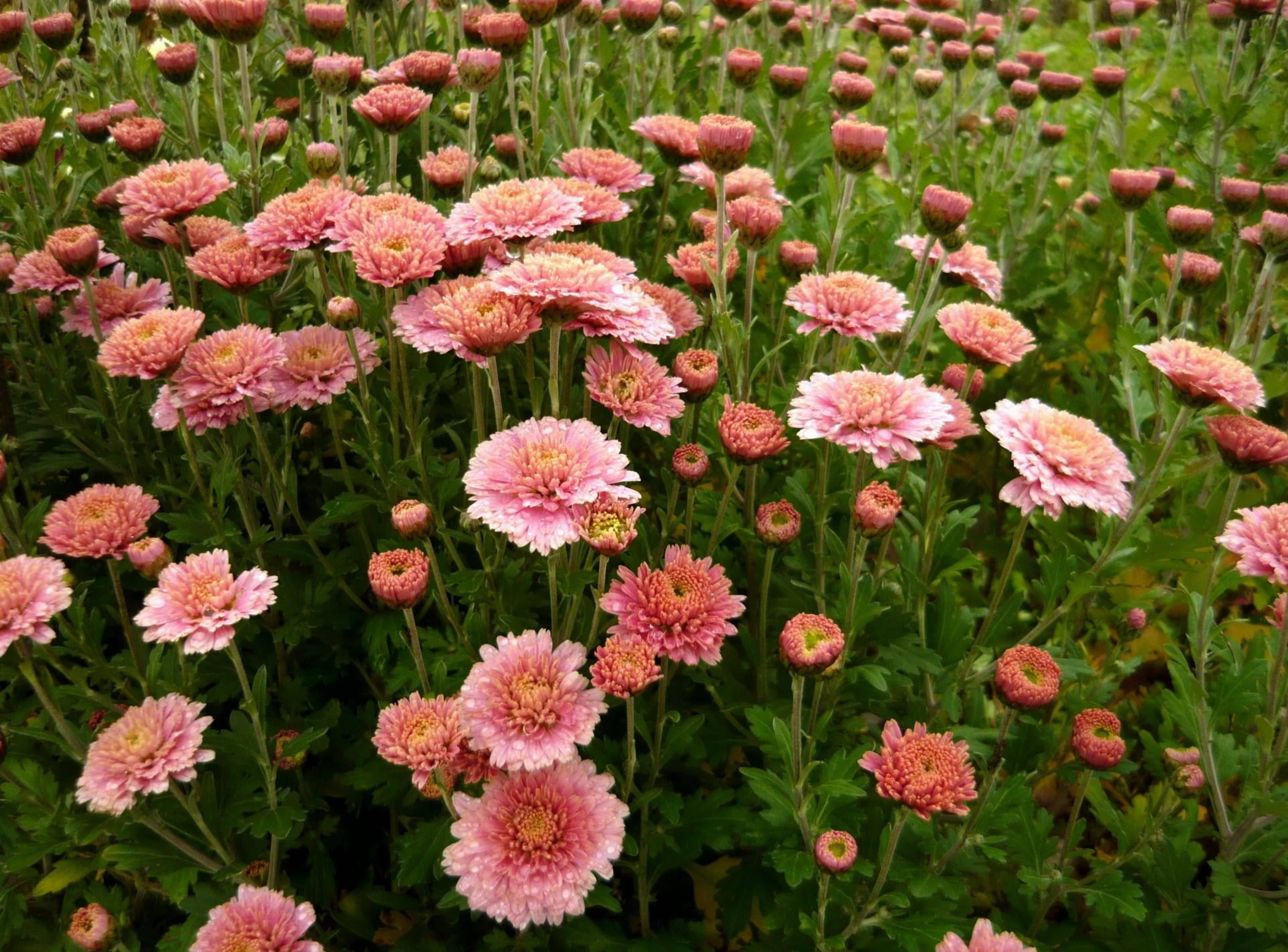 粉紅菊花花田 壁紙 — 一片茂盛的田野，嬌嫩的粉紅色菊花帶有黃色花心，在柔和日光下於充滿活力的綠葉中盛開。