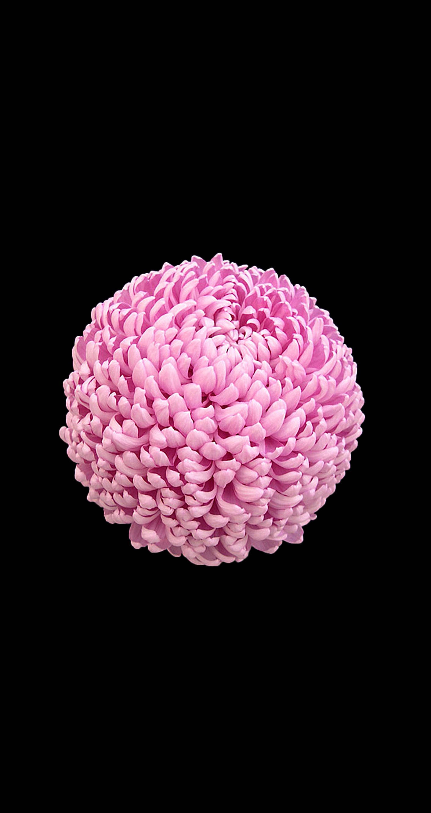 粉紅菊花蘋果 壁紙 — 一朵完美球形的粉紅色菊花，帶有密集層層疊疊的花瓣，在純黑色背景下脫穎而出。