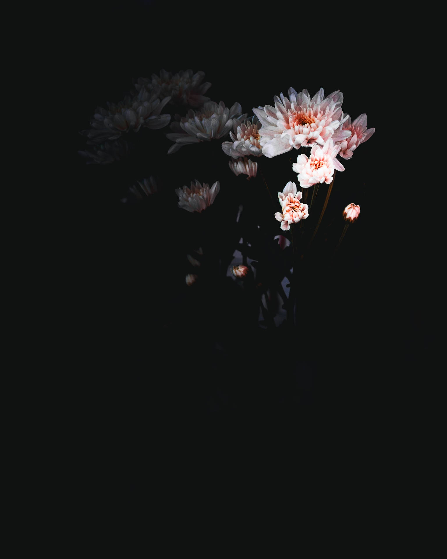 粉紅與白色菊花在黑色背景上發光。