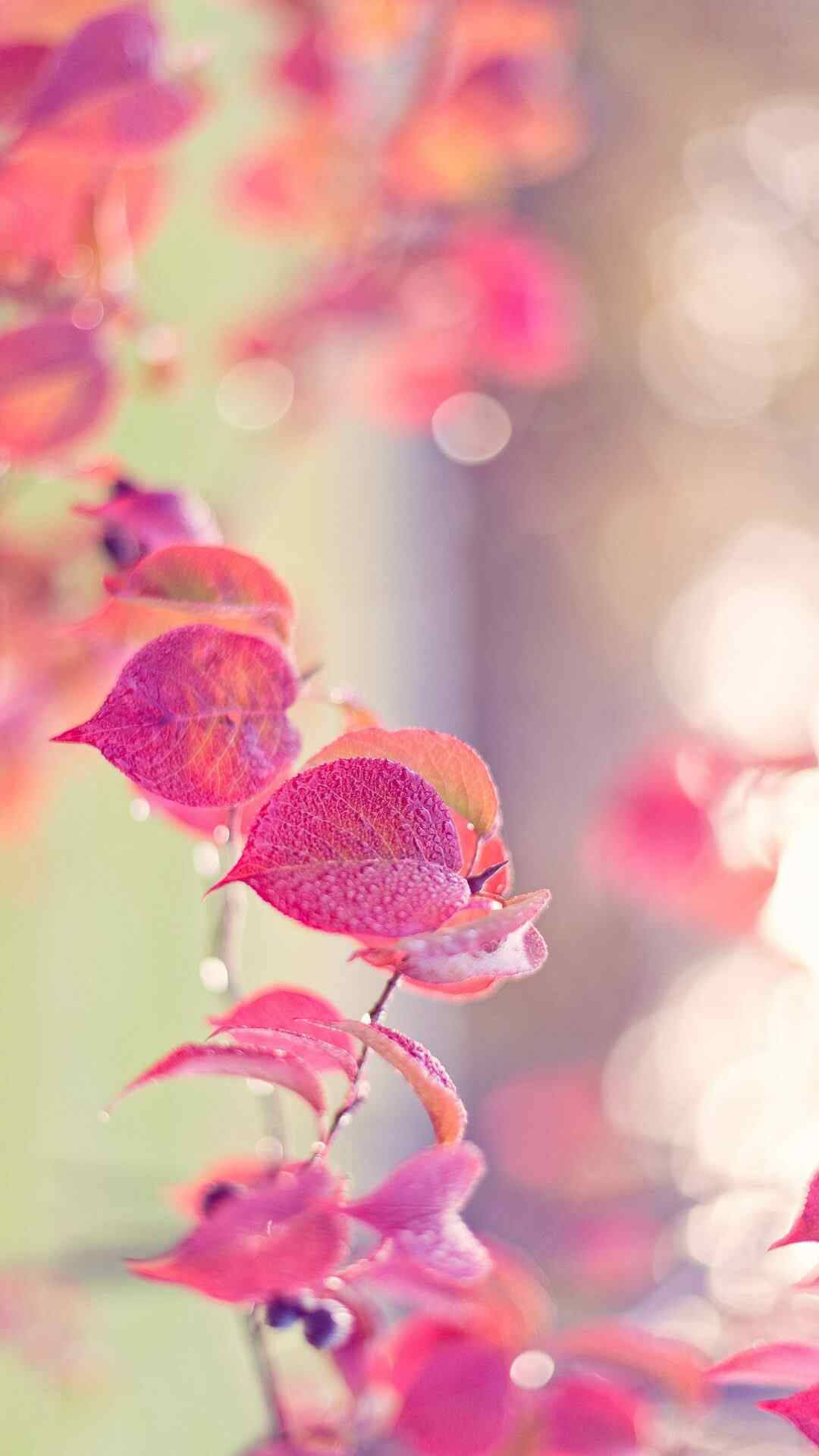 柔焦中的粉紅色和紅色秋葉與露珠。
