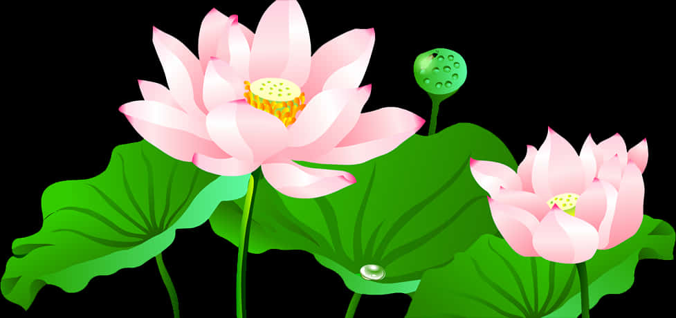粉紅蓮花向量插圖 壁紙 — 兩朵粉紅色的蓮花，配以綠葉和一個種子莢，在純黑背景下綻放。