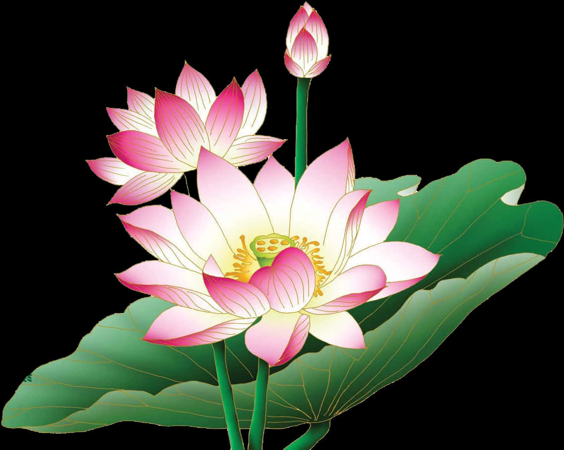 粉紅蓮花插圖 壁紙 — 一朵鮮豔的粉紅色蓮花在黑色背景上，與一個花蕾和大的綠葉優雅地綻放。