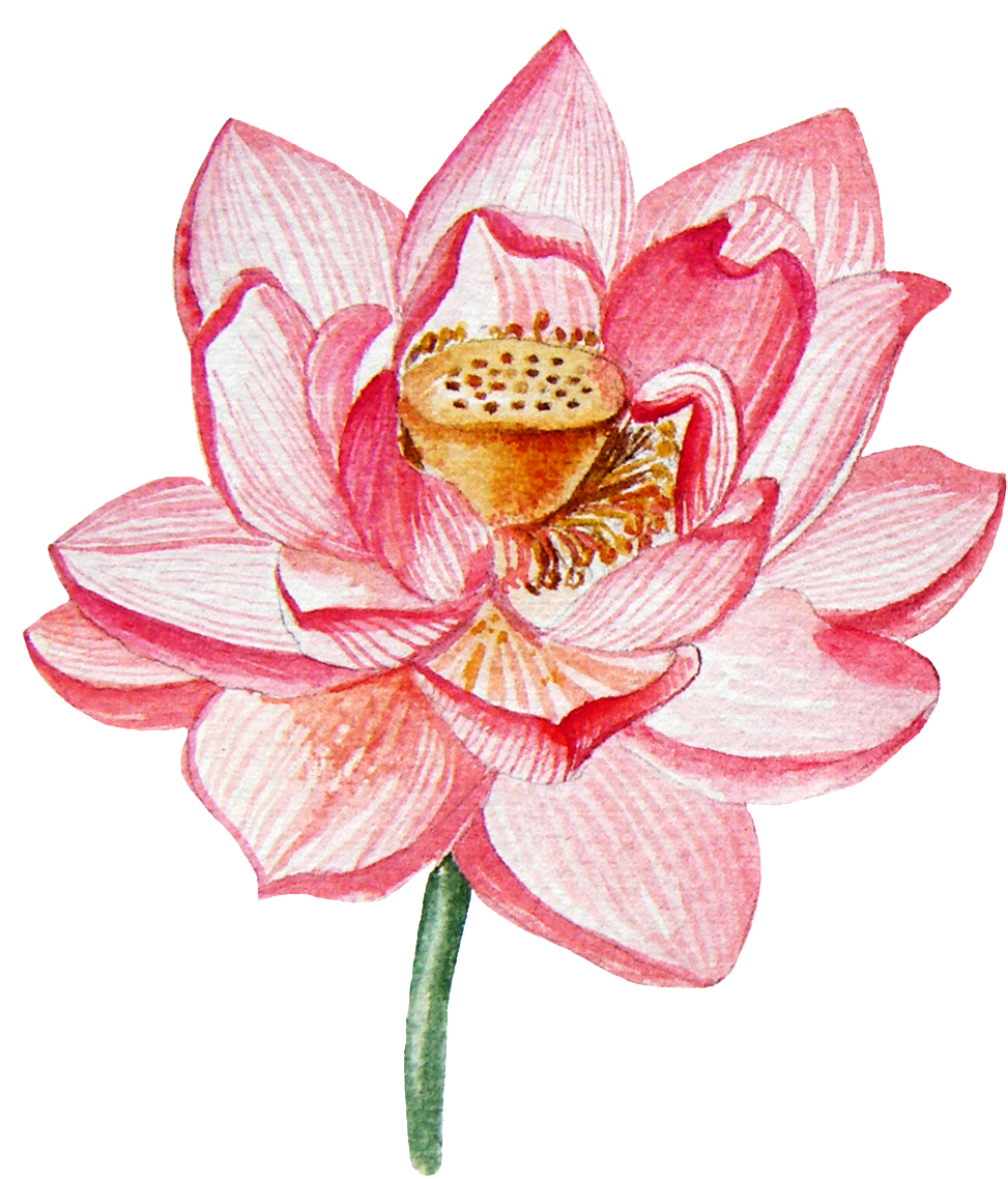 粉紅蓮花插畫 壁紙 — 一朵精緻的粉紅色水彩蓮花，花瓣層層疊疊，花心細節豐富，在純黑背景上盛開。