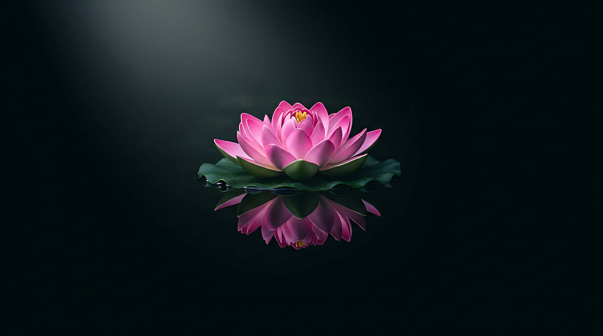 粉紅色蓮花，帶有綠色葉子，漂浮在深色水面上，顯示清晰倒影 — 花 壁紙