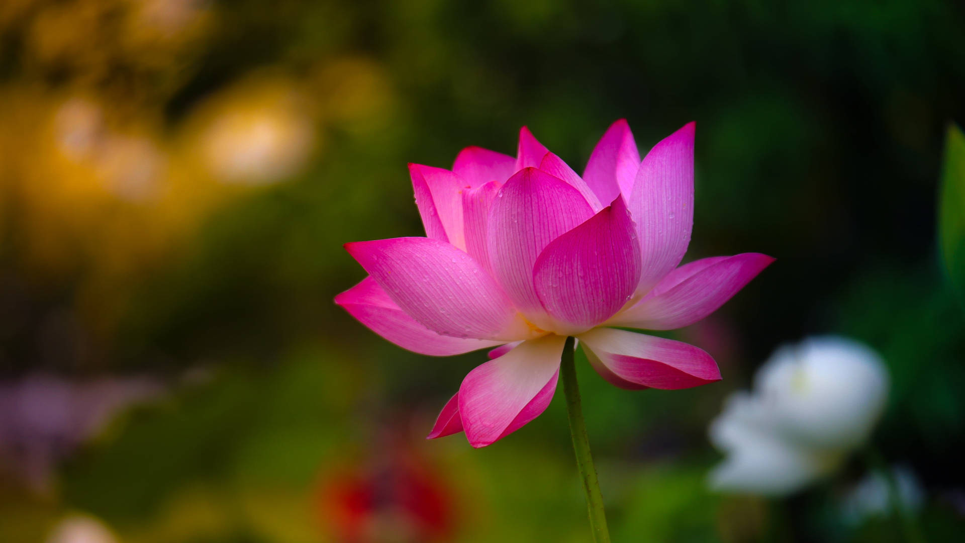 粉紅蓮花瓣 PC 壁紙 — 一朵充滿活力的粉紅色蓮花在柔和模糊的綠色和金色背景下優雅地綻放。