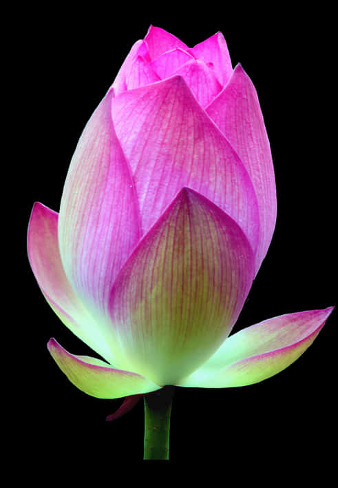 粉紅蓮花花蕾黑底 壁紙 — 一朵充滿活力的粉紅色蓮花蕾，在純黑色背景下散發著綠色底調的光芒。