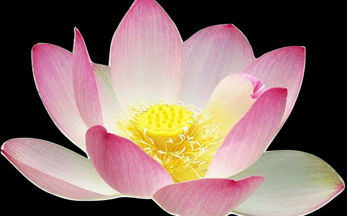 粉紅蓮花黑底圖 壁紙 — 一朵鮮豔的粉紅色蓮花，帶有黃色花心，在純黑色背景上盛開。