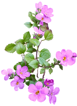 粉紅野花黑底圖案 壁紙