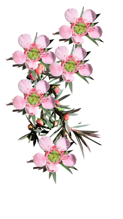 粉紅開花枝條 壁紙