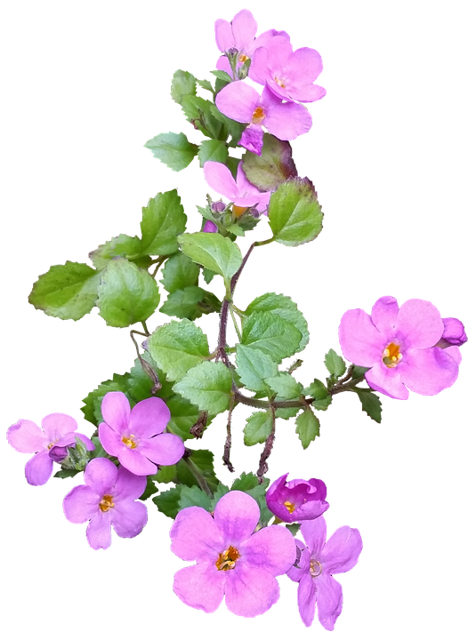 粉紅開花枝條孤立圖 壁紙