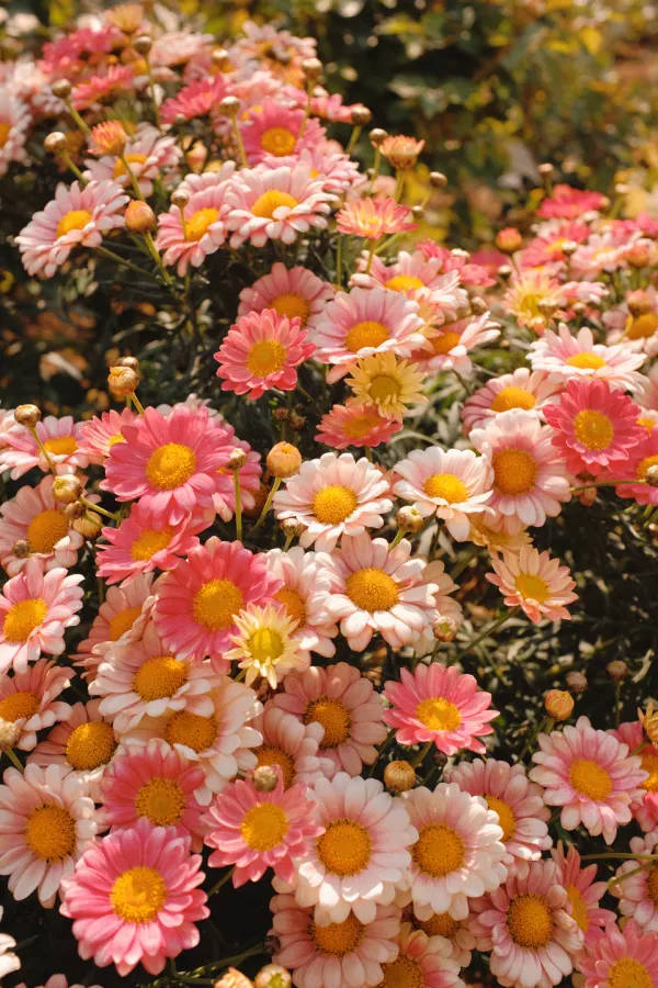 粉紅色和白色雛菊，帶有黃色花心，在陽光下盛開。