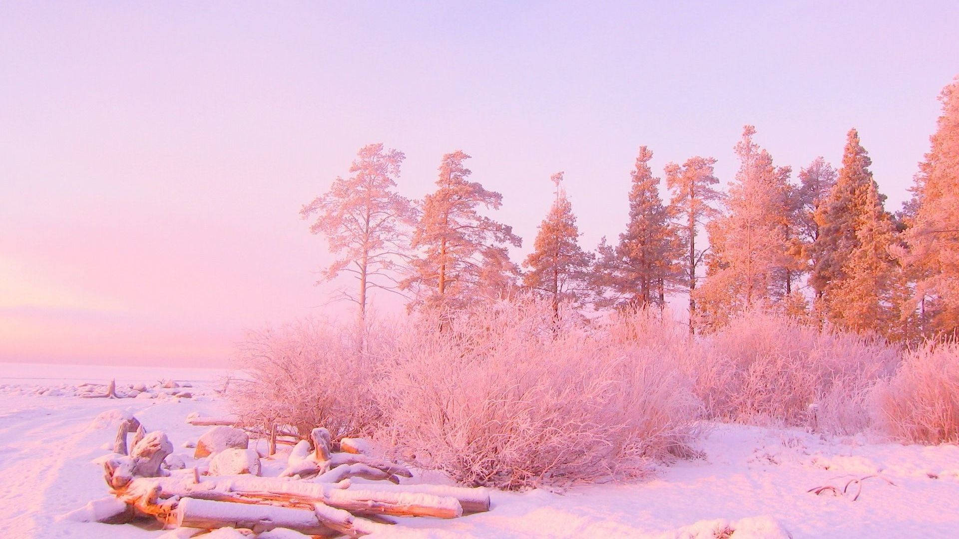 粉紅雪景自然電腦壁紙 壁紙 — 在寧靜的冬日森林中，白雪覆蓋著結霜的樹木和灌木，天空呈現柔和的粉紅色暮色。
