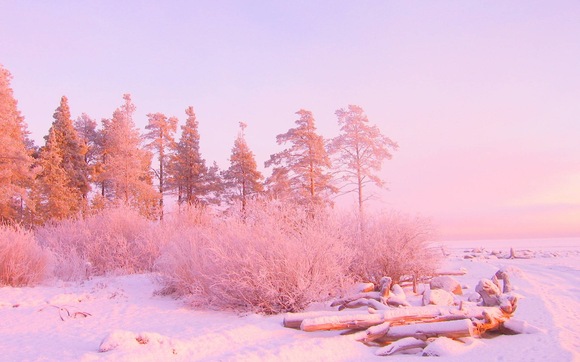 冰凍的冬季景觀，粉紅色日出中覆蓋著白雪的樹木和浮木。
