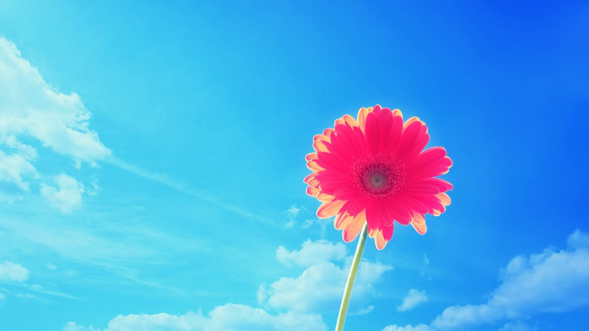 一朵粉紅色的雛菊，背景是藍天白雲。 — 花 壁紙
