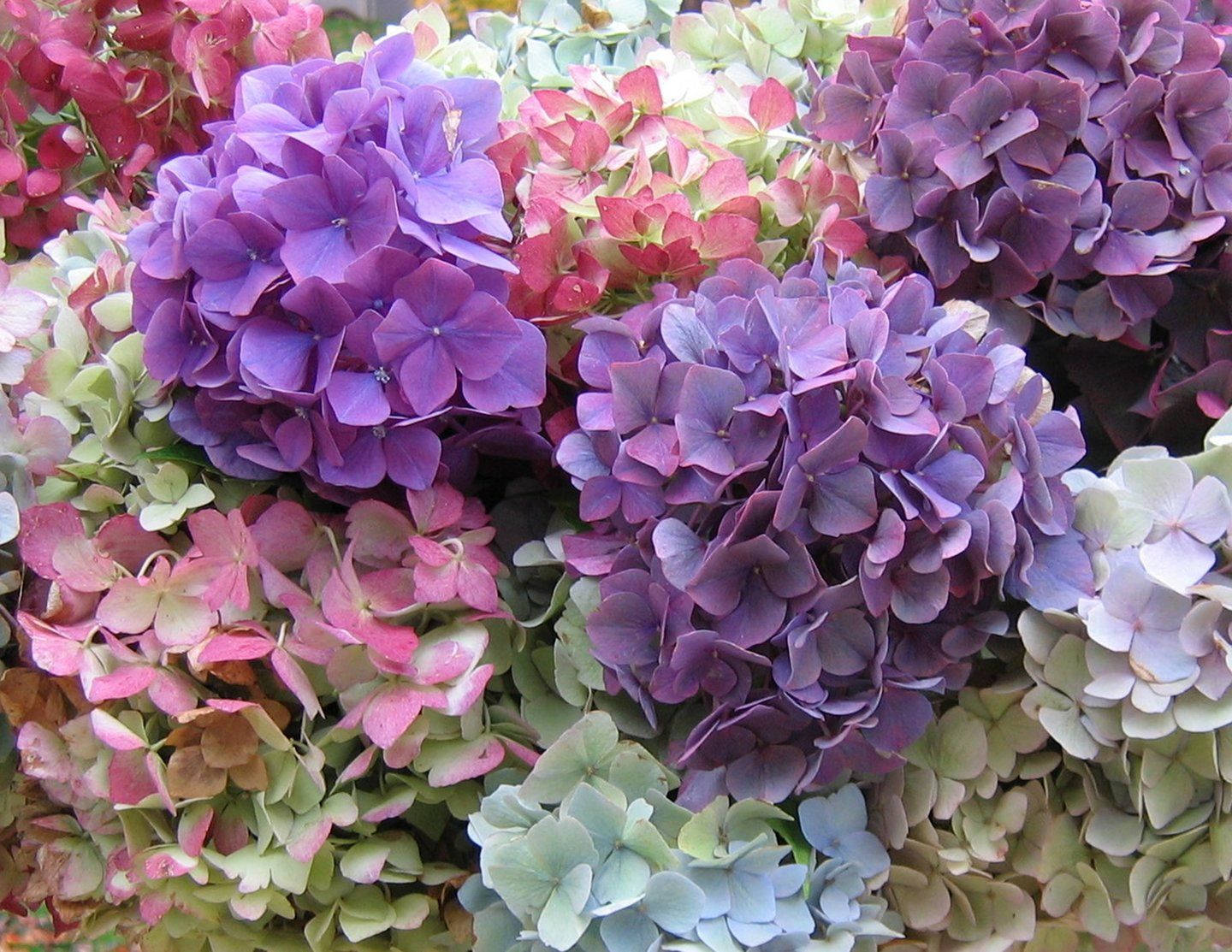 紫色、粉紅色和綠色色調的彩色繡球花特寫。