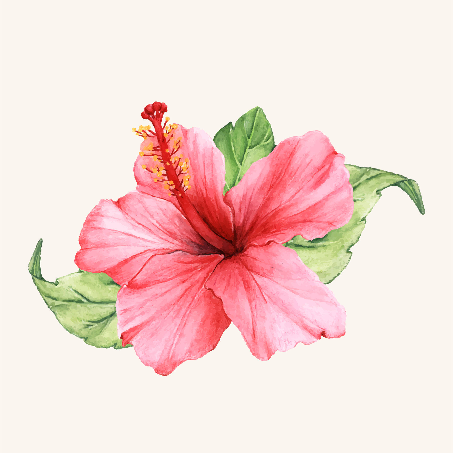 一朵以水彩風格繪製的粉紅色木芙蓉花，帶有綠色葉子。