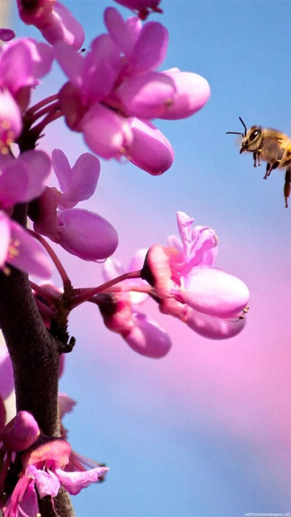 粉色蘭花 iPhone 壁紙 — 一隻蜜蜂飛向鮮豔的粉紅色花朵，背景是柔和的藍天漸變。