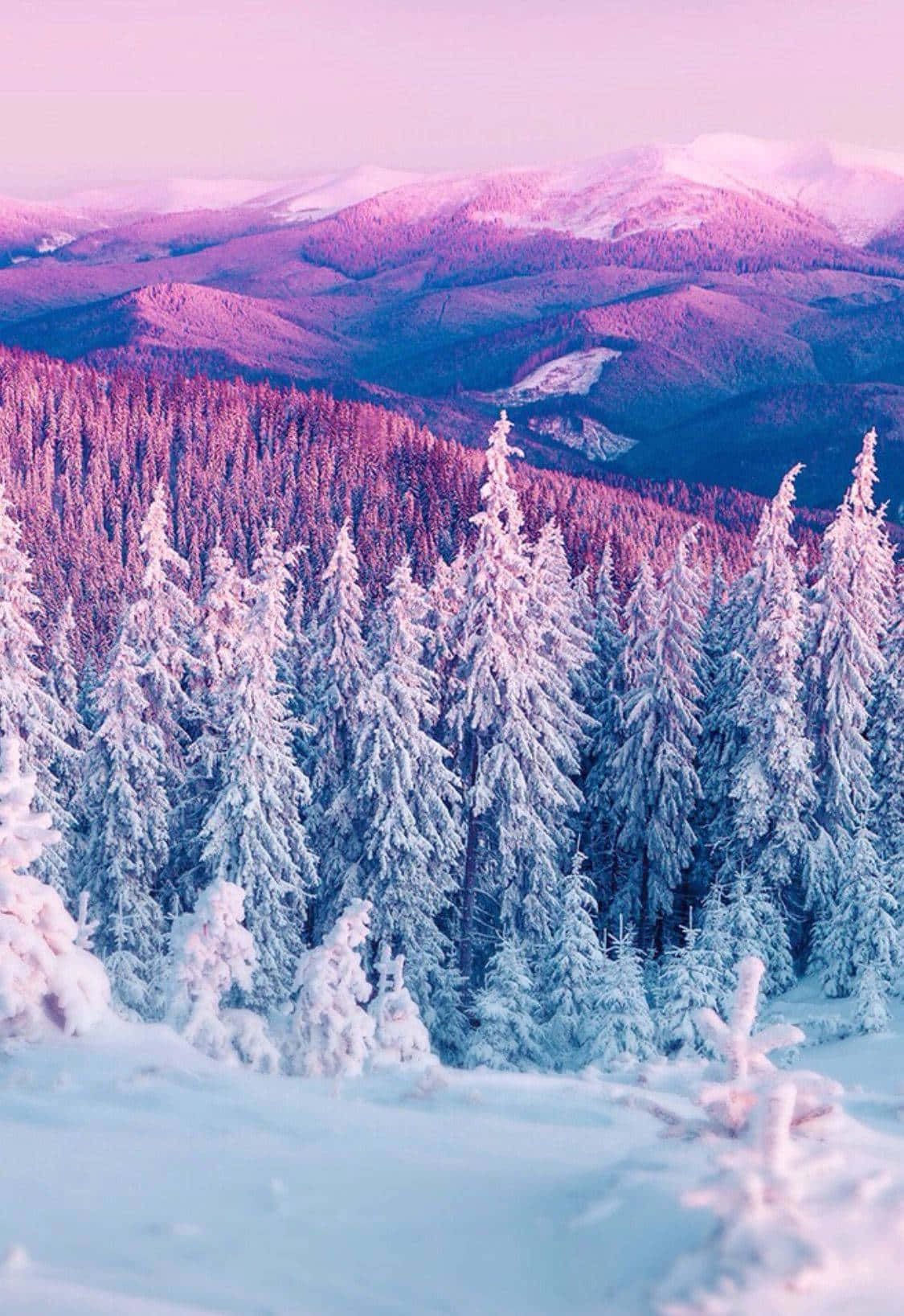 粉藍山巒可愛冬日背景 壁紙 — 白雪覆蓋松樹，在遠山之上柔和的粉紅和紫色暮色天空下。