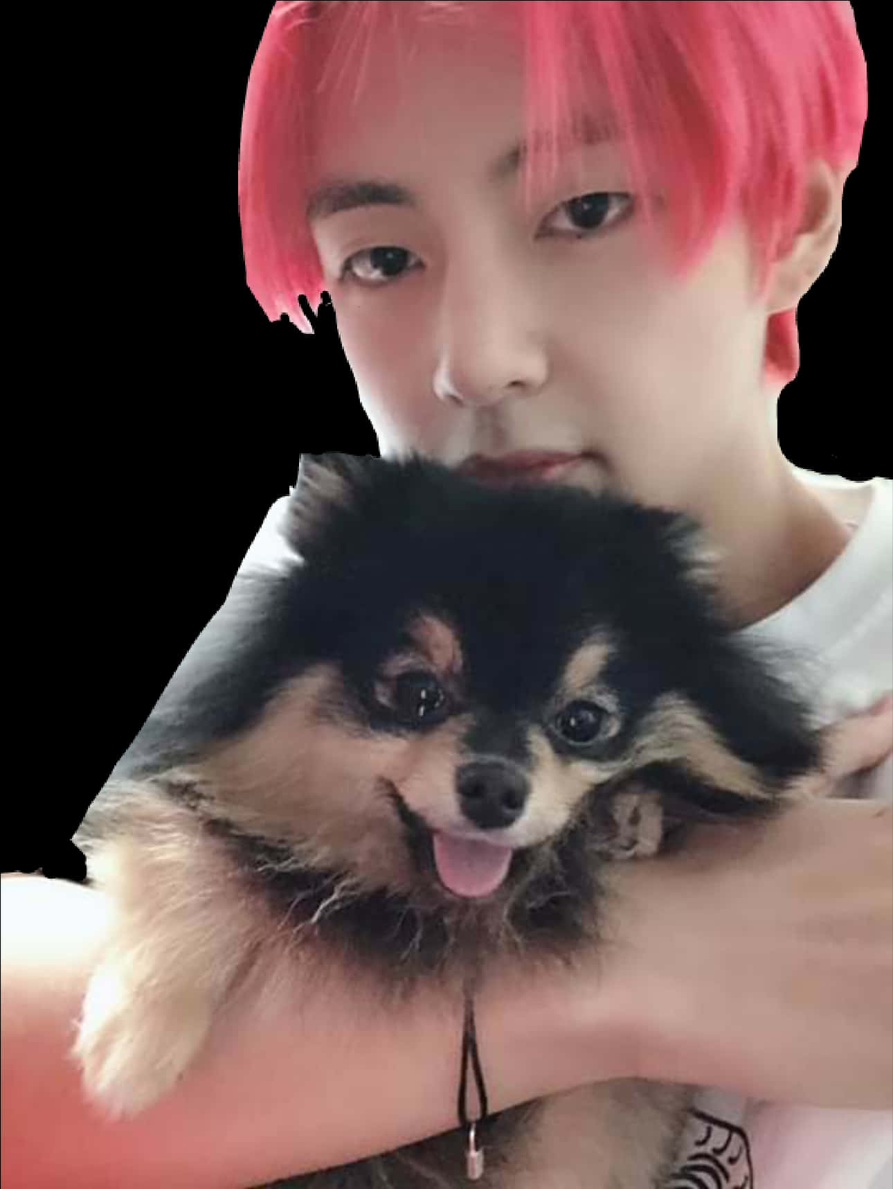 粉髮男子與博美犬 壁紙 — 一個擁有鮮豔粉紅色頭髮的人，在純黑色背景前抱著一隻毛茸茸的黑褐色博美犬。
