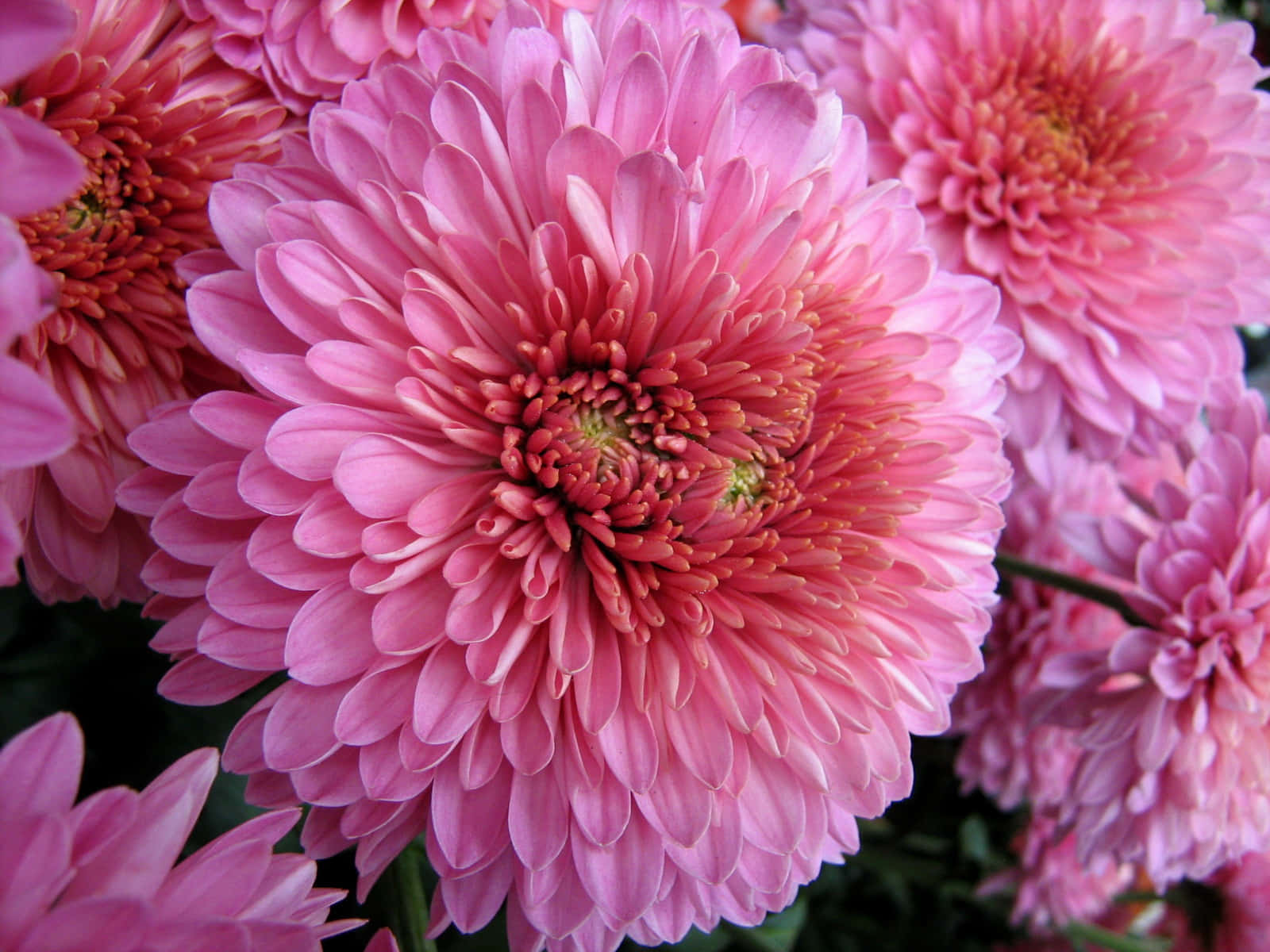 粉黃相間盛開的菊花 壁紙 — 深綠色葉子背景下，鮮豔粉紅色菊花層層花瓣和橙色花蕊的特寫。