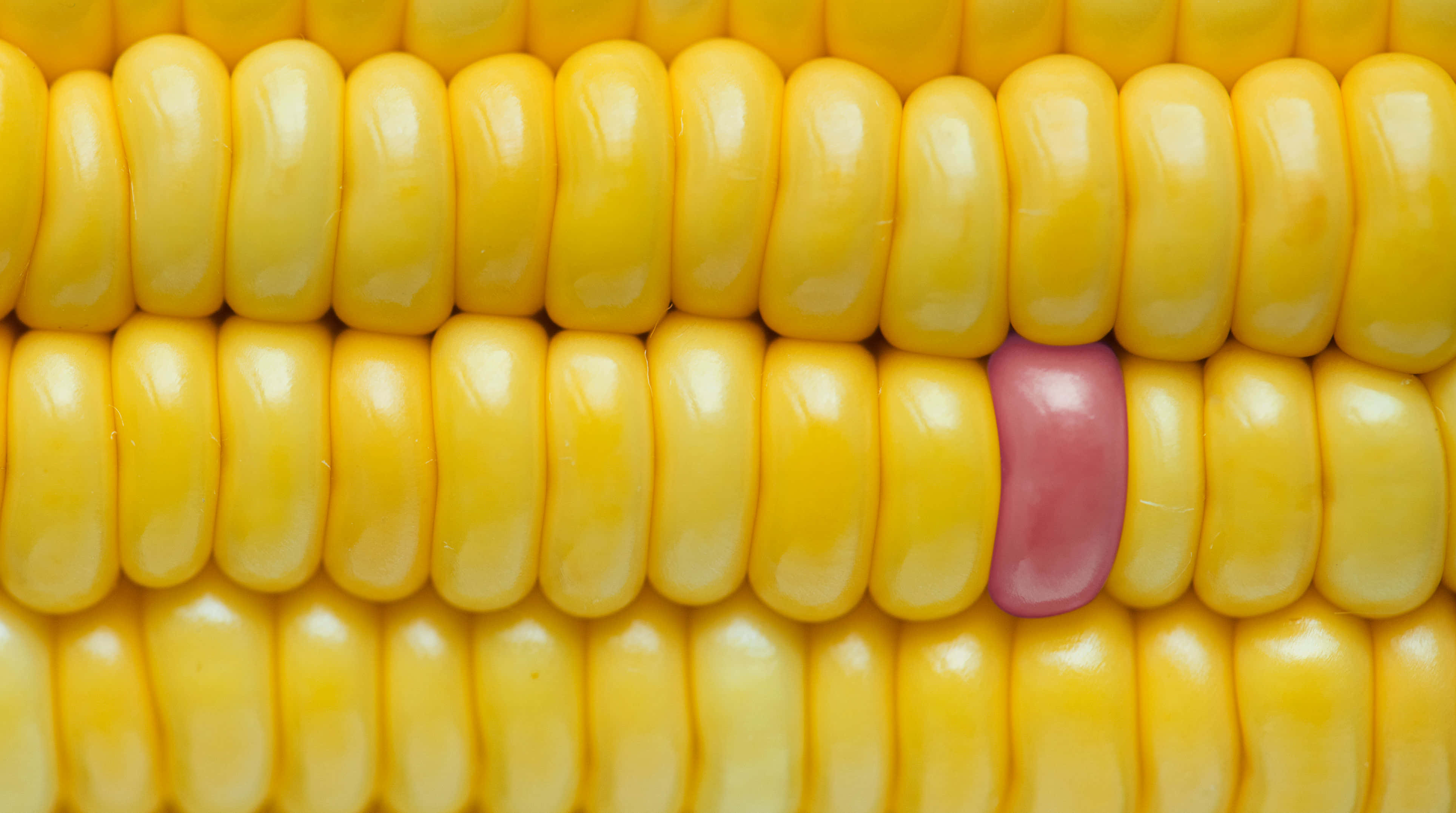 Corn 桌布 壁紙 — 粟米芯嘅特寫，有鮮黃色嘅粟米粒同一粒突出嘅粉紅色粟米粒。