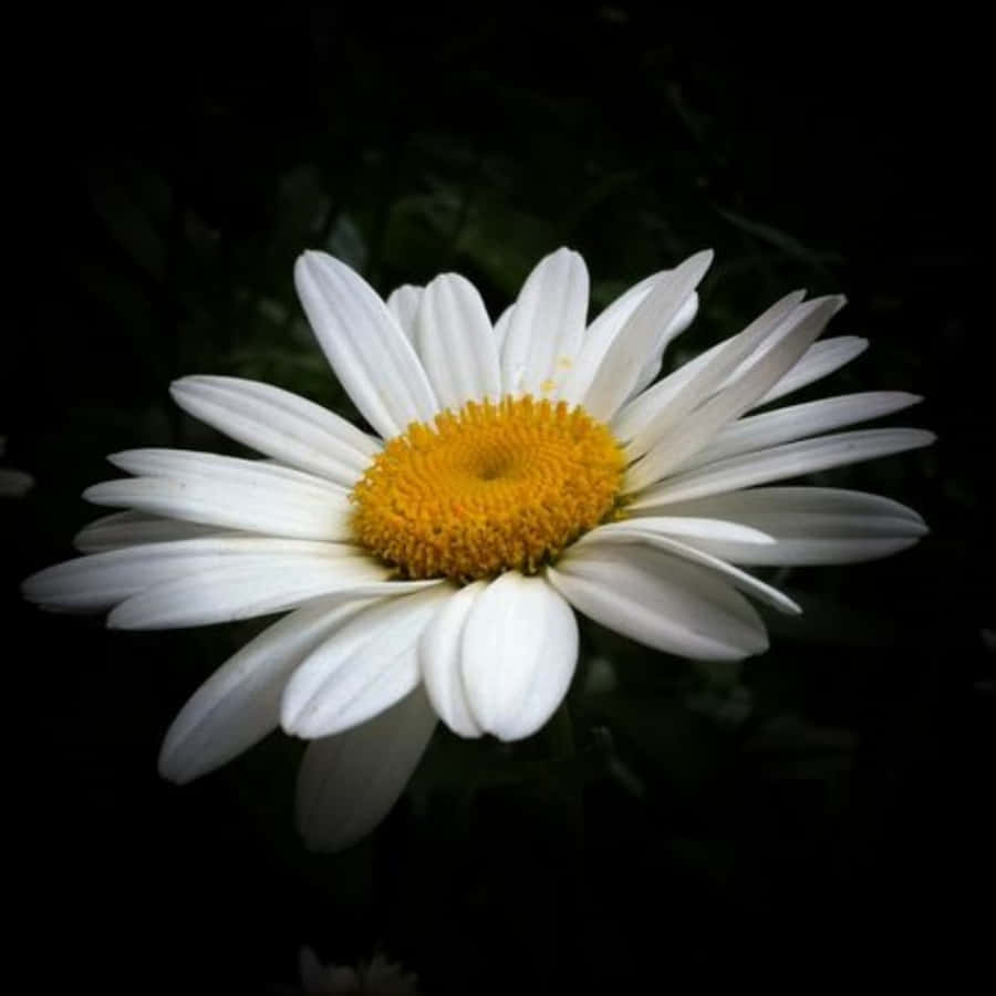 精彩雛菊花圖 壁紙 — 一朵白色雛菊，帶有鮮豔的黃色花心，在深黑色背景上明亮地綻放。