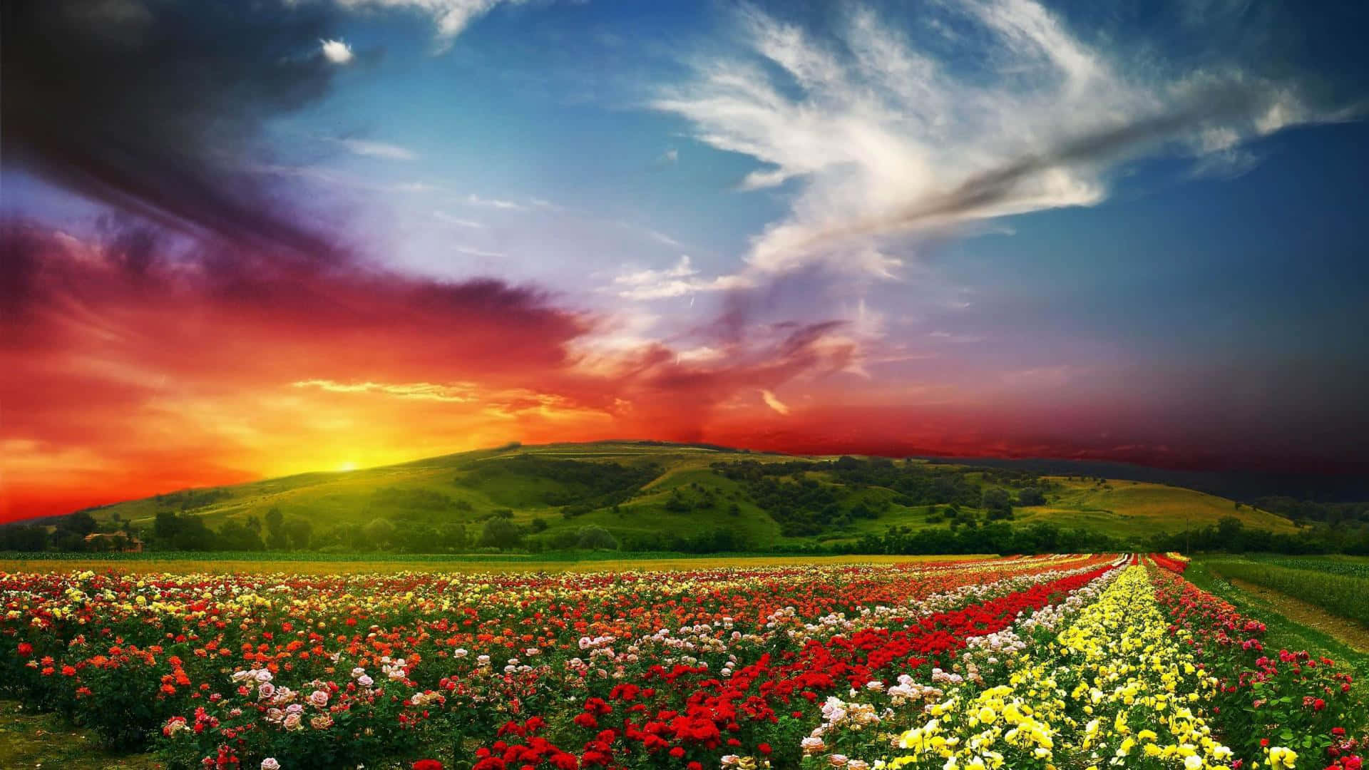 精心修剪花園中的絢麗盛放 壁紙 — 充滿活力的夕陽以火紅、橙色和紫色描繪起伏的山丘和色彩繽紛的玫瑰田。