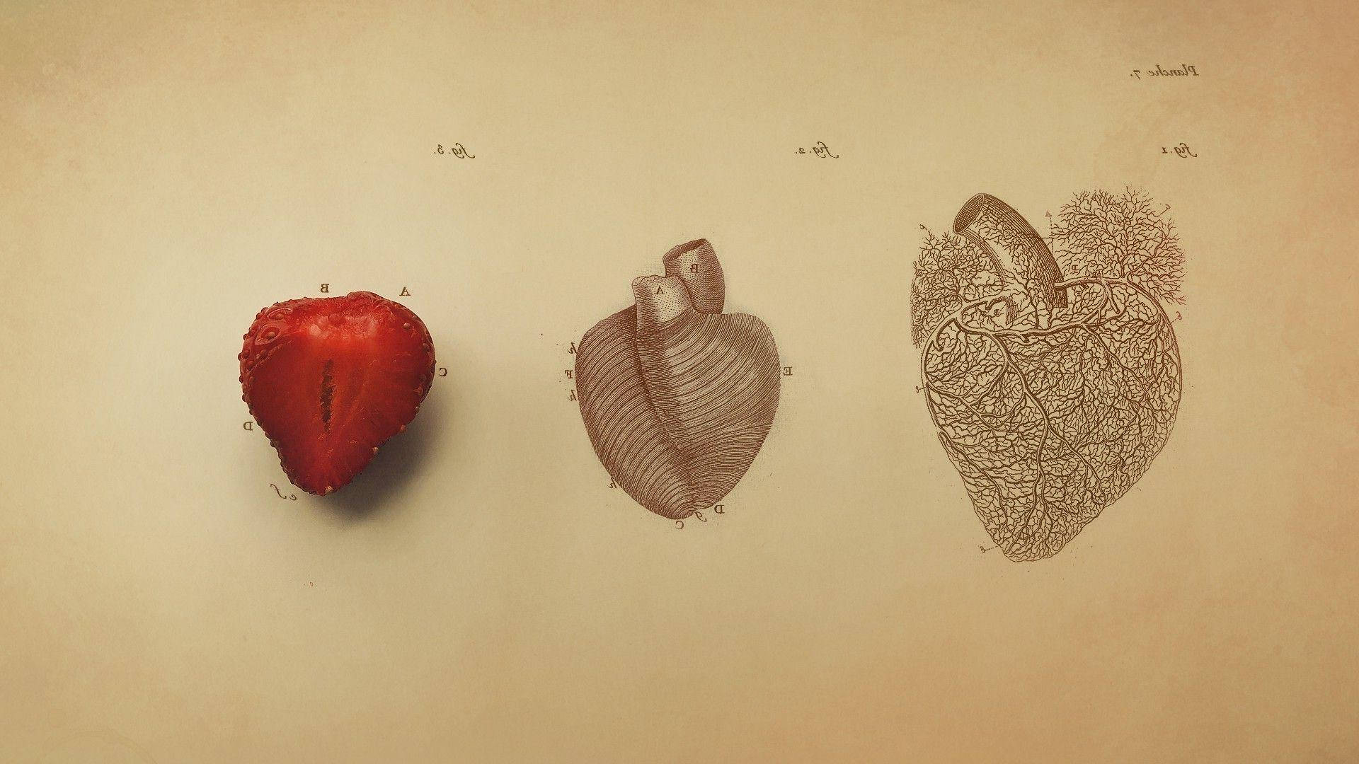 三種心臟表現：草莓、醫學圖紙和羊皮紙上的血管圖。