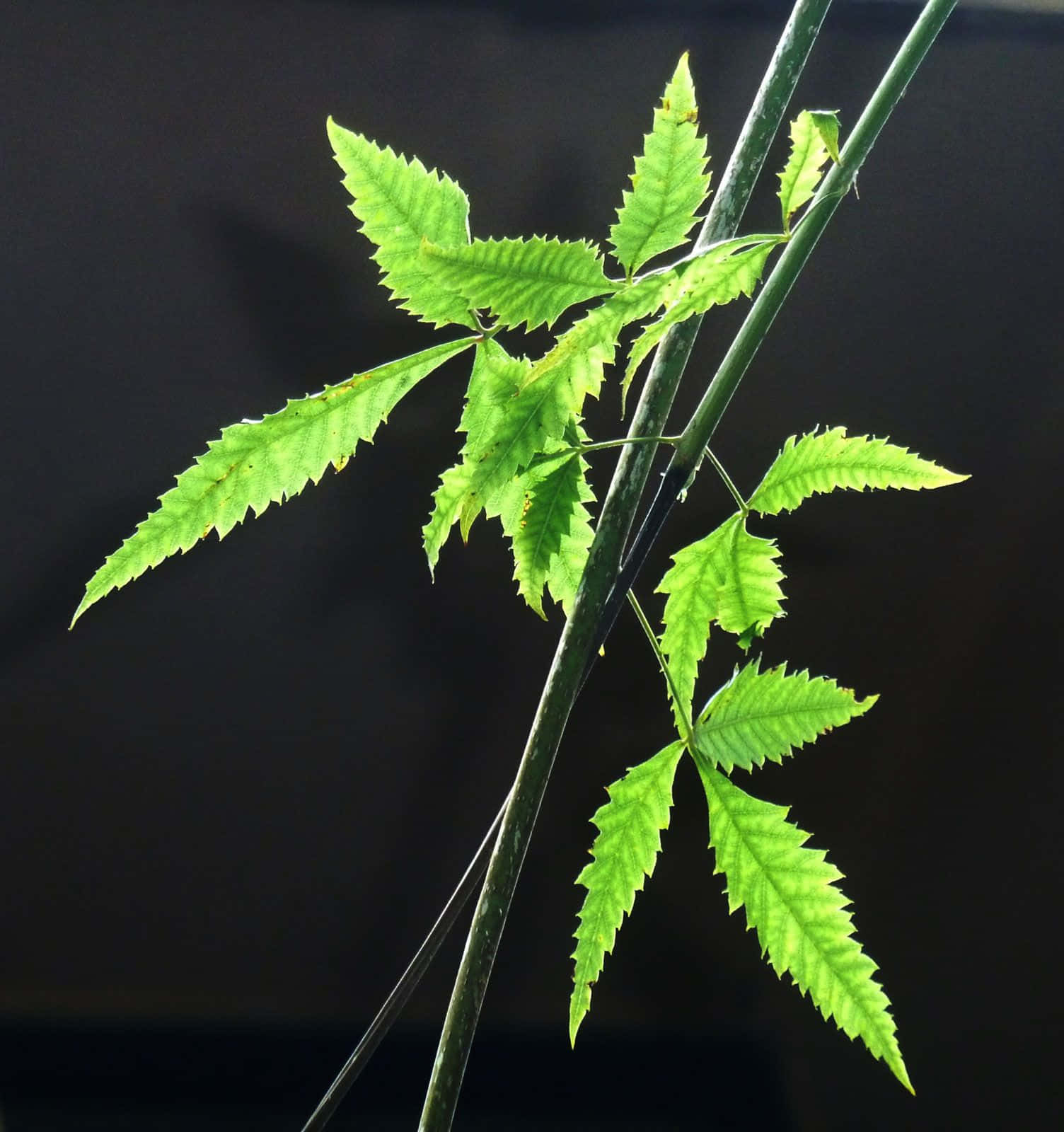 特寫：深色背景下的綠色植物，葉片邊緣呈鋸齒狀。