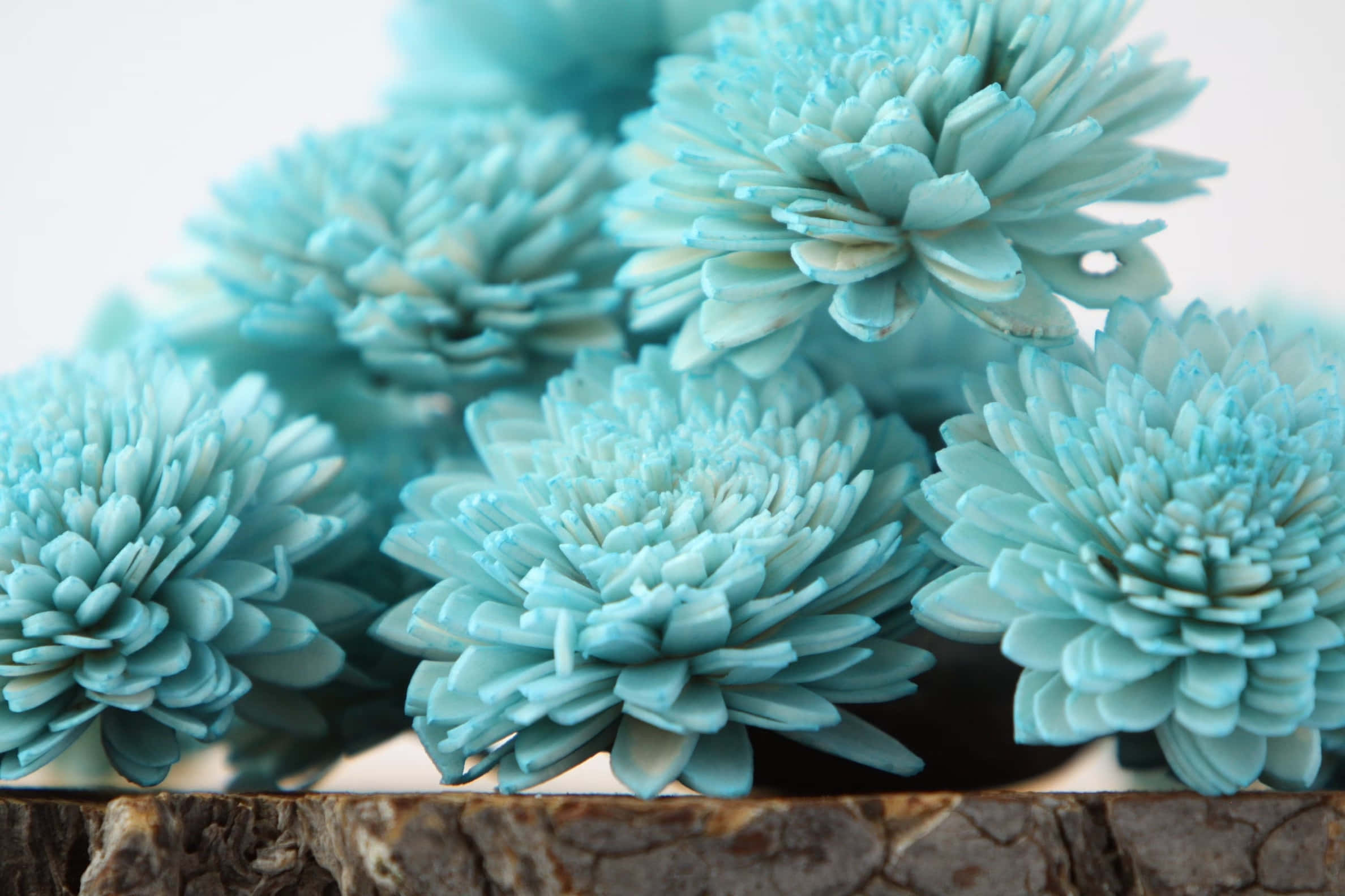 Turquoise Blue 桌布 壁紙 — 精緻淺藍色菊花層層花瓣的特寫，放置在帶有紋理的木質表面上。