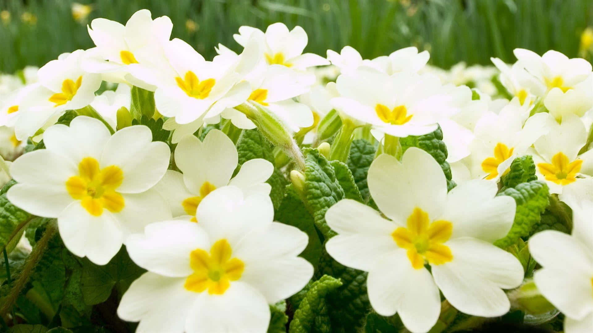 White Flowers 桌布 壁紙 — 精緻白色報春花帶有鮮黃色花心，在茂密綠葉中盛開的特寫。