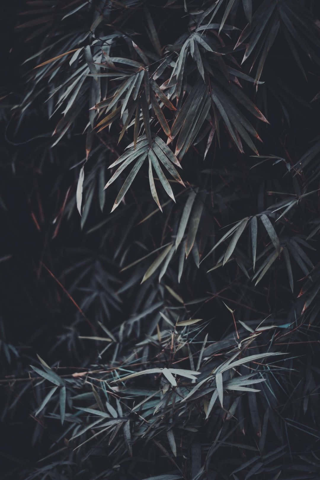 深色竹葉帶有柔和嘅綠色同棕色色調，喺陰影背景上嘅特寫。