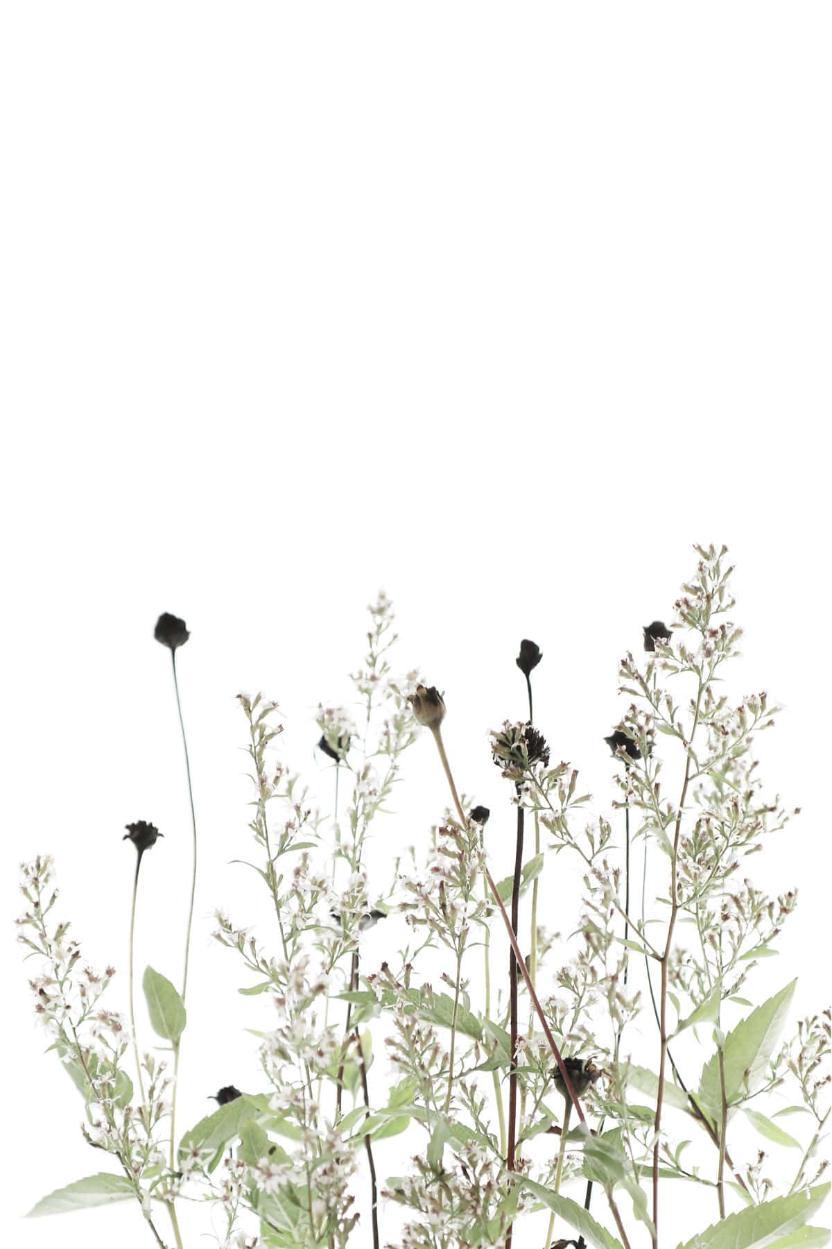 Dried Flowers 桌布 壁紙 — 精緻的乾燥花朵和莖在極簡主義的植物佈置中，在純白色背景上豎立。