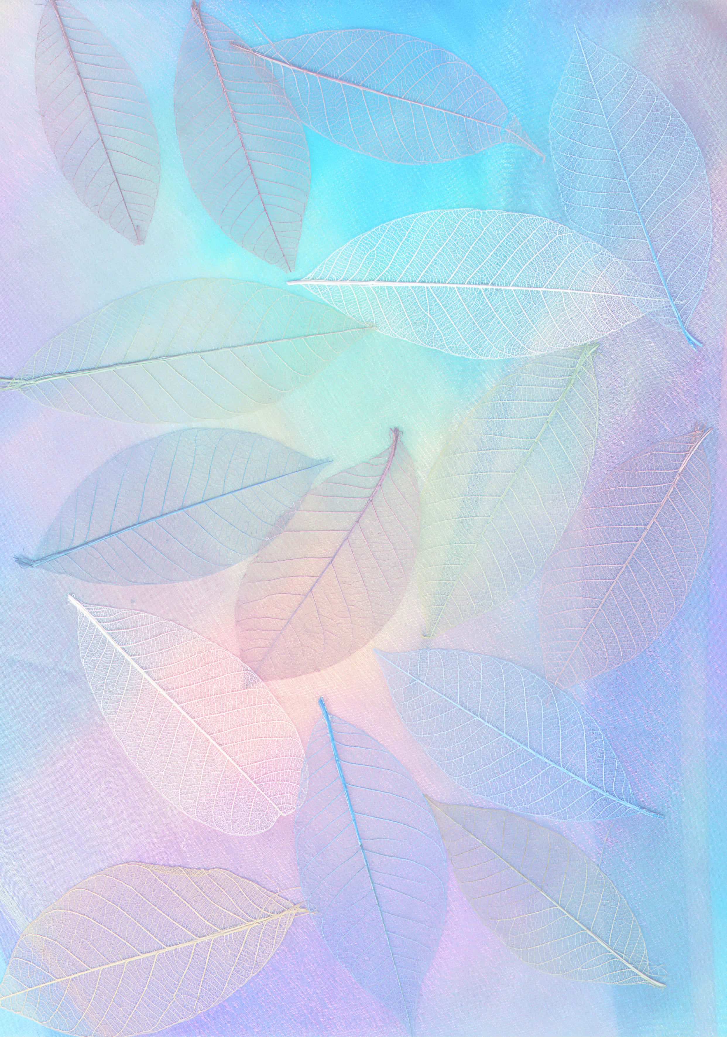 Pastel Abstract 桌布 壁紙 — 精緻的半透明葉片漂浮在藍色、粉紅色和薰衣草色的柔和粉彩漸變天空上。