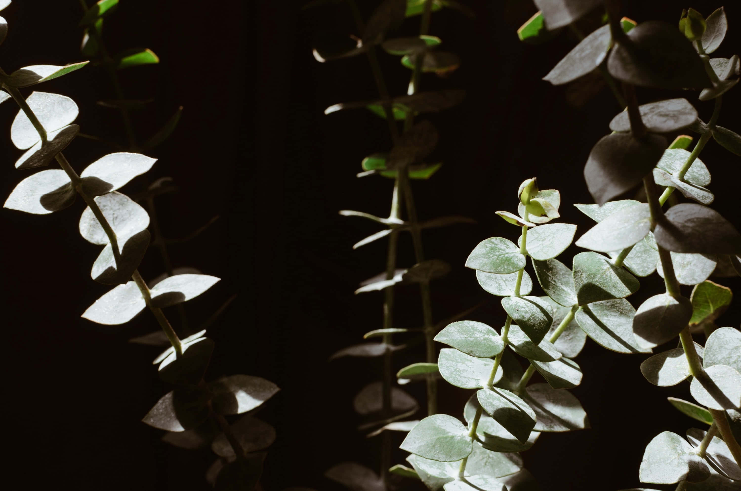 Eucalyptus 桌布 壁紙 — 精緻的尤加利樹枝，帶有銀綠色葉子，在深黑色背景上柔和照亮。