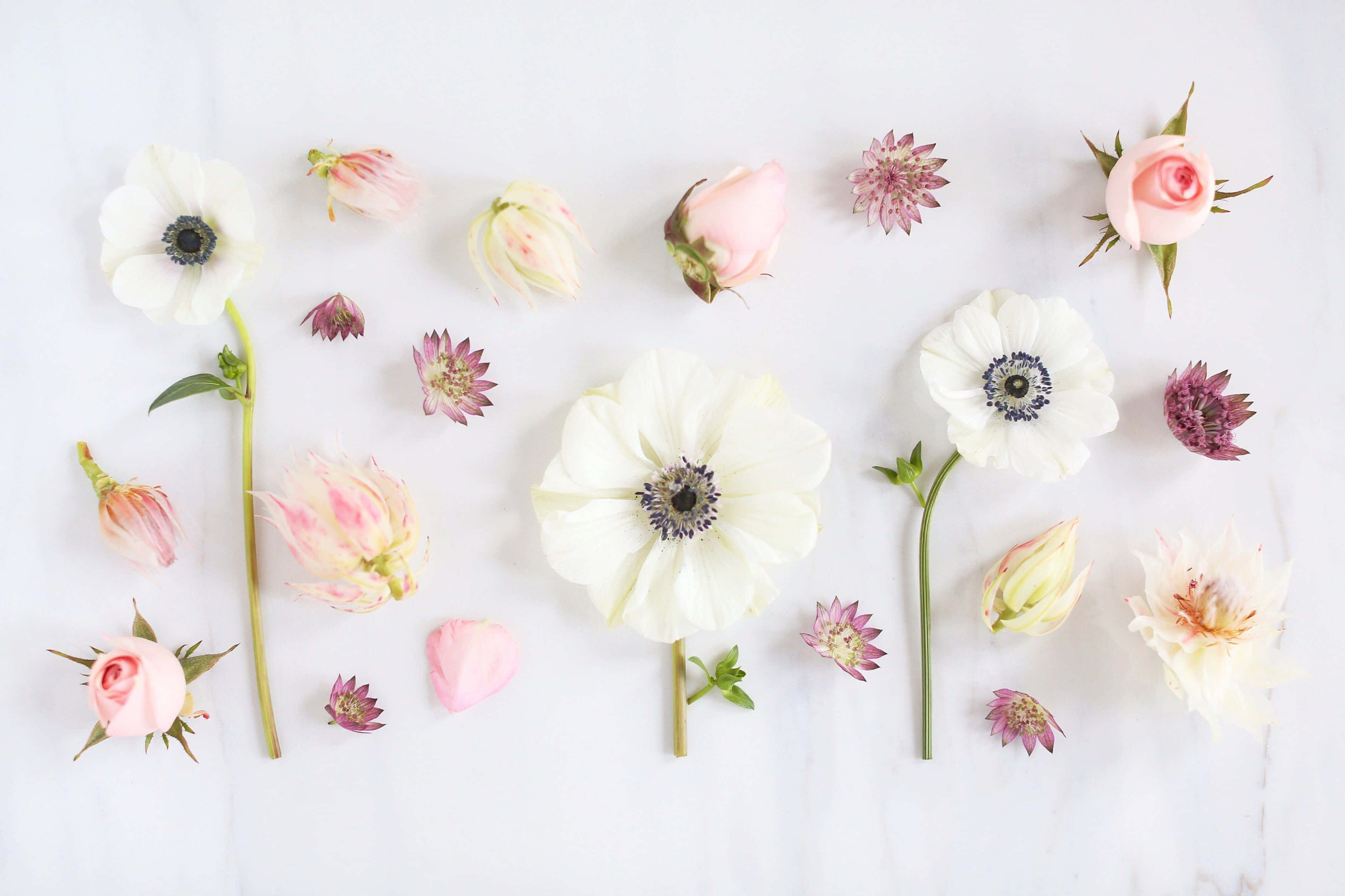 Pastel Minimalist 桌布 壁紙 — 精緻的白色和粉紅色花朵，包括銀蓮花和玫瑰，平放在淺色大理石表面上。