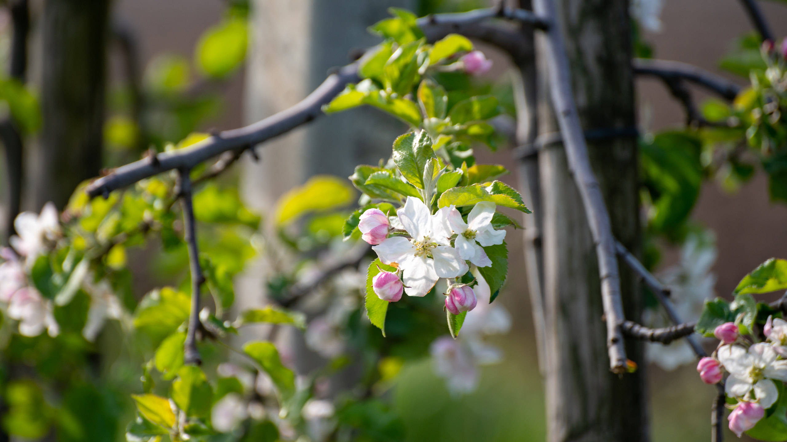 Spring Aesthetic 桌布 壁紙 — 精緻的白色和粉紅色蘋果花在細長的樹枝上盛開，帶有新鮮的綠葉，背景是柔和模糊的花園。