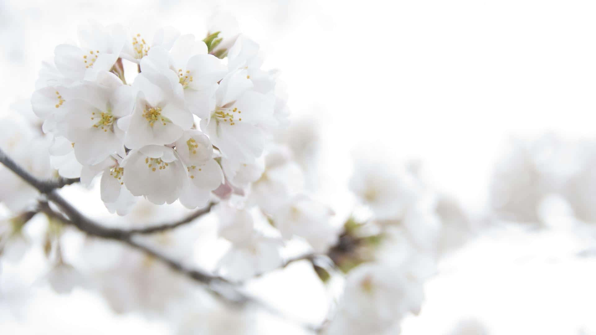 White Flowers 桌布 壁紙 — 精緻的白色櫻花在明亮的模糊背景下，在樹枝上柔和地綻放。