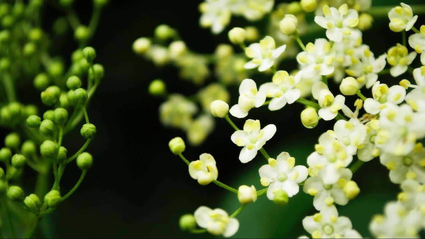 Flower Desktop 桌布 壁紙 — 精緻的白色花朵，黃色花心，在深色模糊背景中與綠色花蕾一起綻放。