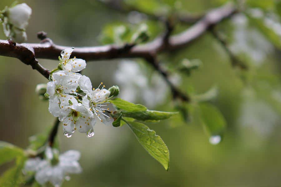 Spring Showers 桌布 壁紙 — 精緻的白色花朵上掛著露珠，在柔和的綠色模糊背景襯托下，於深色枝條上閃閃發光。