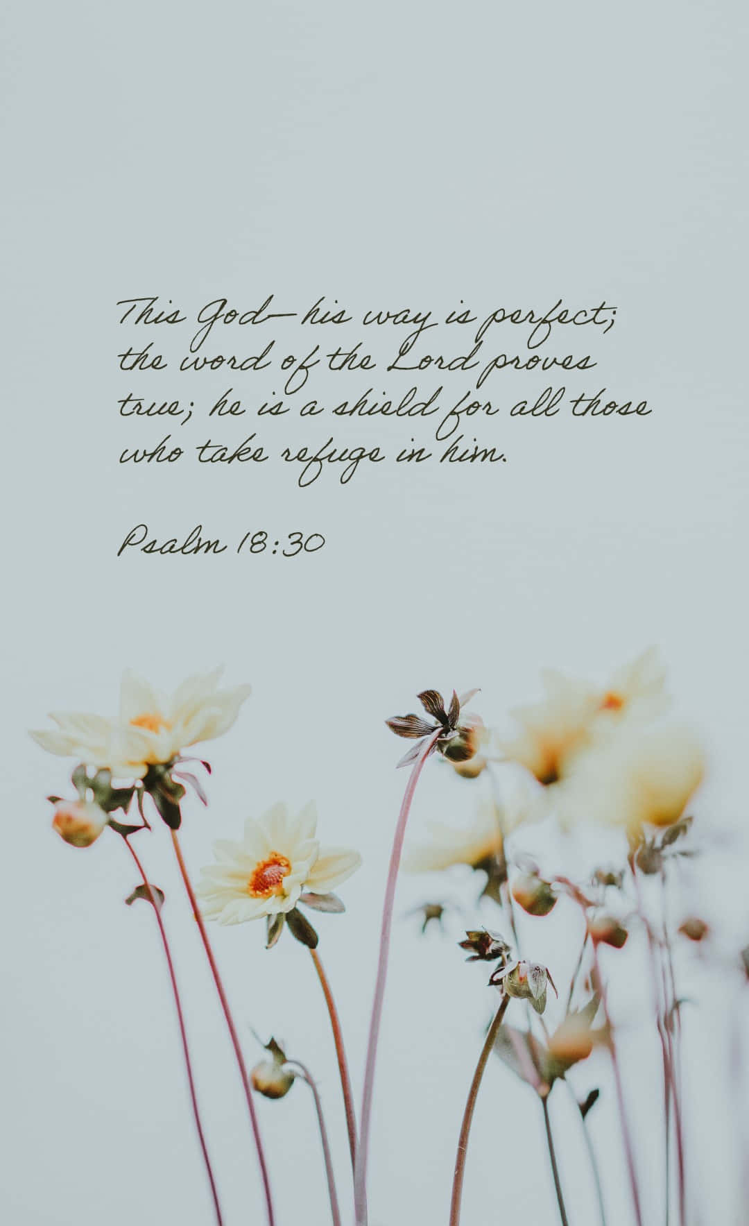 Cute Bible Verse 桌布 壁紙 — 精緻的白色花朵帶有橙色花心，在柔和的淡藍色背景上輕輕搖曳，並覆蓋手寫聖經經文。