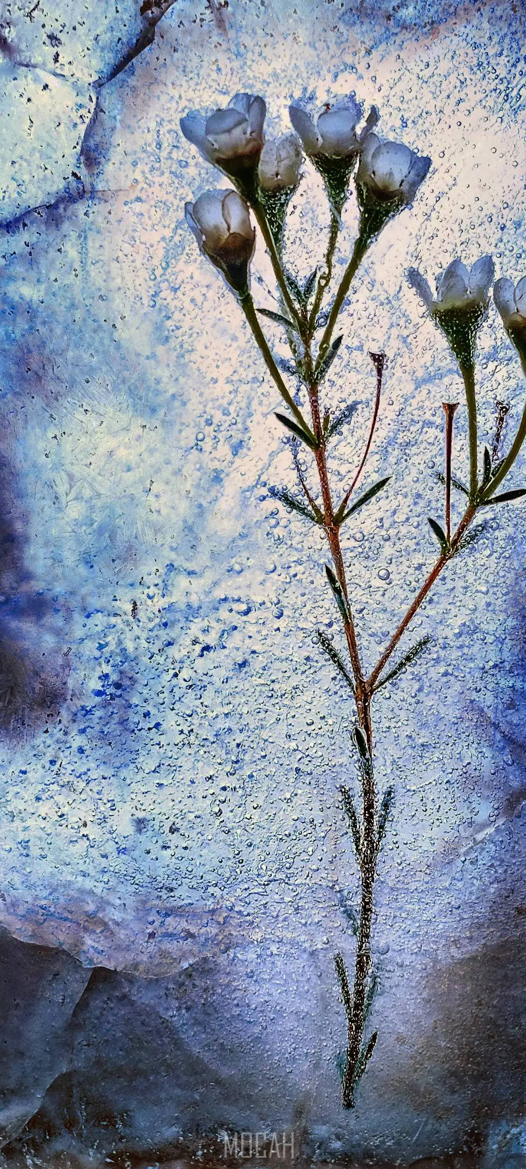 手機 桌布 壁紙 — 精緻的白色花朵帶着露珠，在帶有紋理的藍灰色石牆上綻放。
