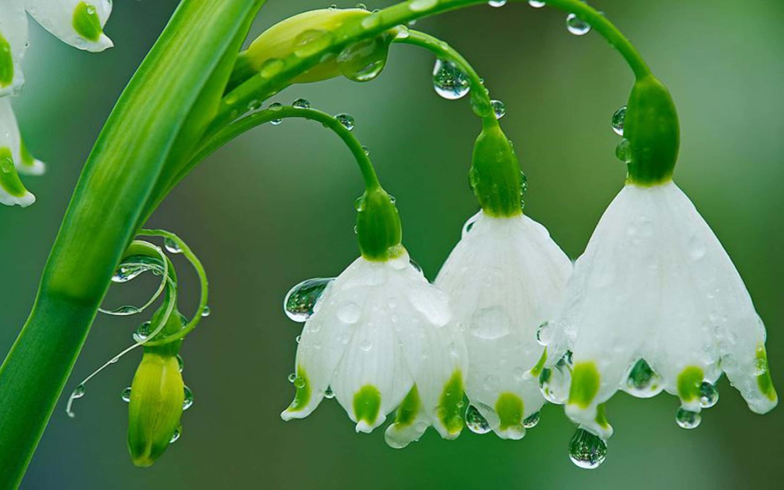 Spring Weather 桌布 壁紙 — 精緻的白色鐘形花朵帶有綠色尖端，在柔和的綠色背景上閃爍著露珠。