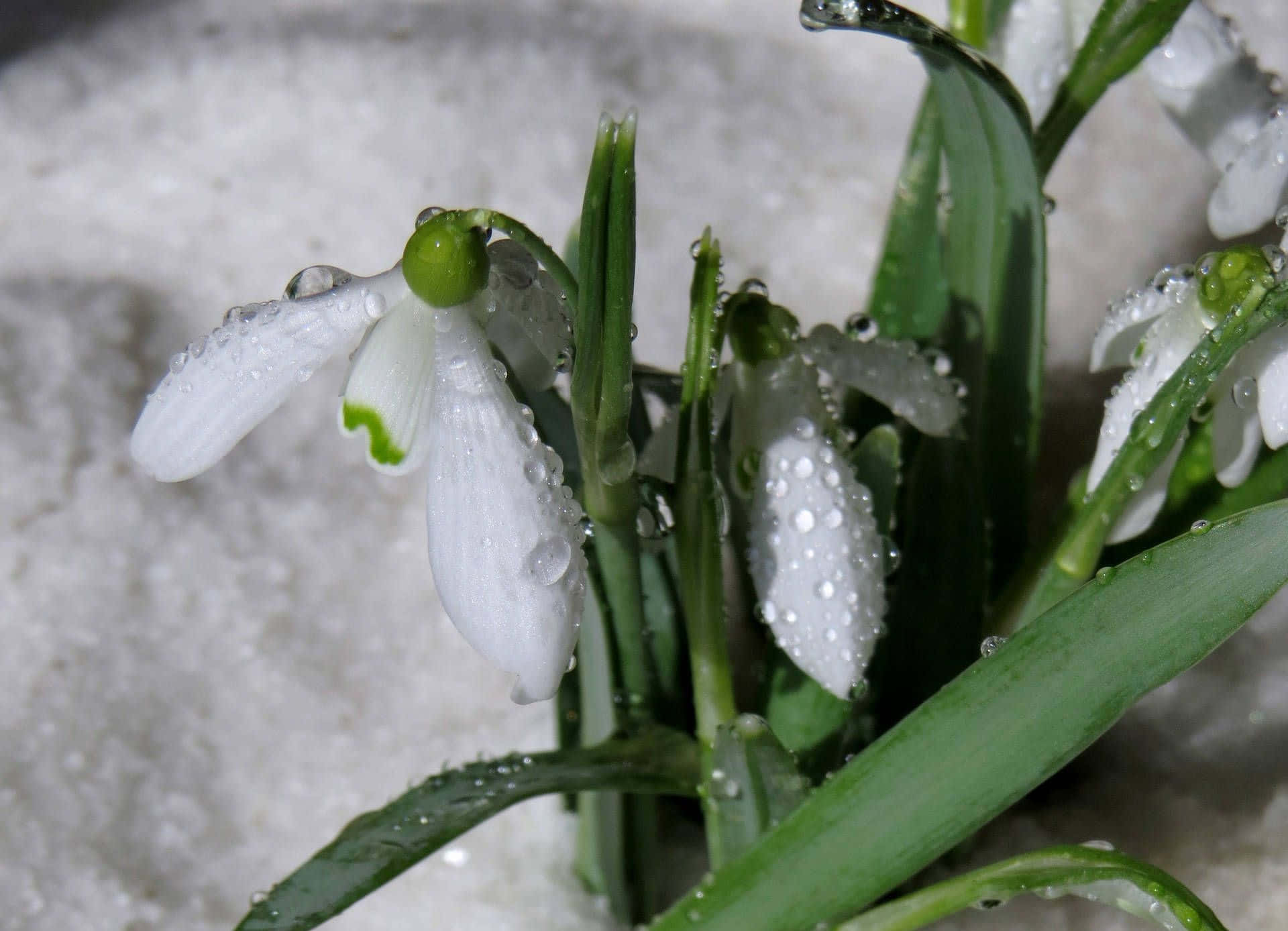 Winter Flowers 桌布 壁紙 — 精緻的白色雪花蓮花朵，帶有綠色點綴和露珠，從融雪中特寫展現。