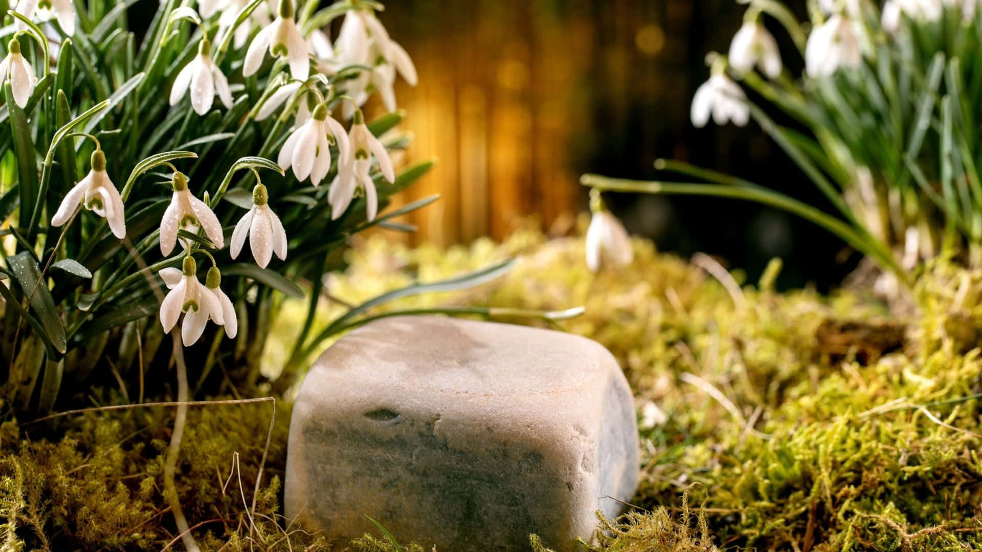 Products 桌布 壁紙 — 精緻的白色雪花蓮花朵在陽光照射的森林地面上，圍繞著一塊長滿苔蘚的石頭盛開。