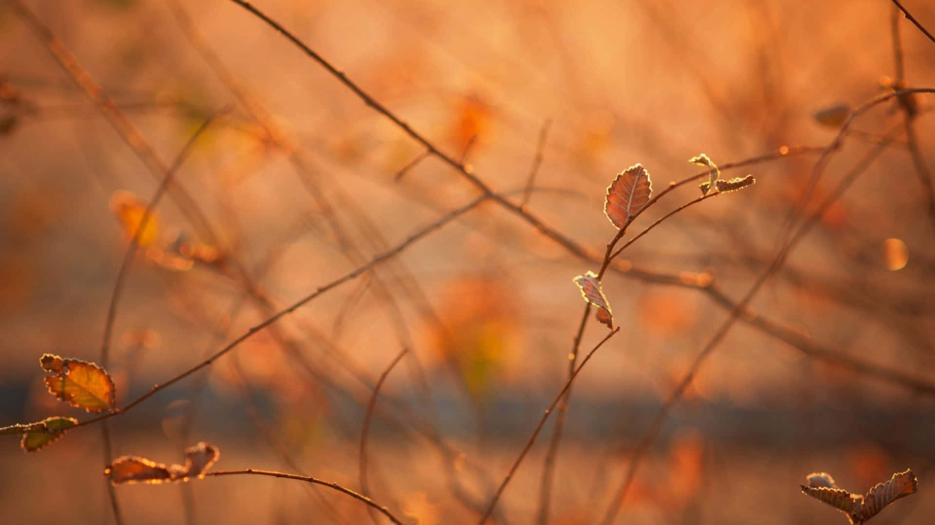 Brown Leaves 桌布 壁紙 — 精緻的秋葉依附在纖細的枝條上，沐浴在溫暖的金色夕陽光中，背景帶有柔和的散景效果。
