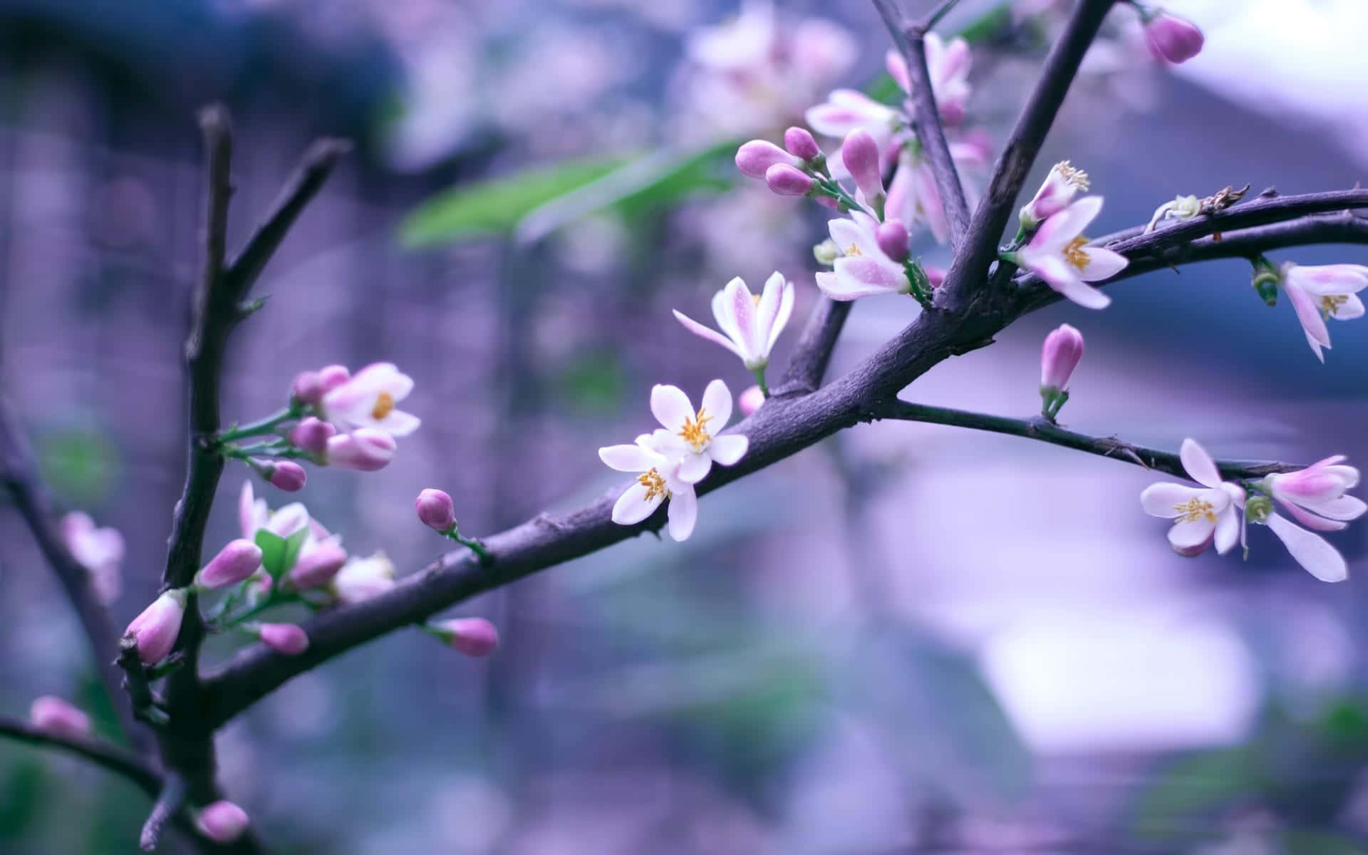 Blooming Trees 桌布 壁紙 — 精緻的粉紅色和白色花朵在深色樹枝上盛開，背景是柔和的紫色模糊效果。