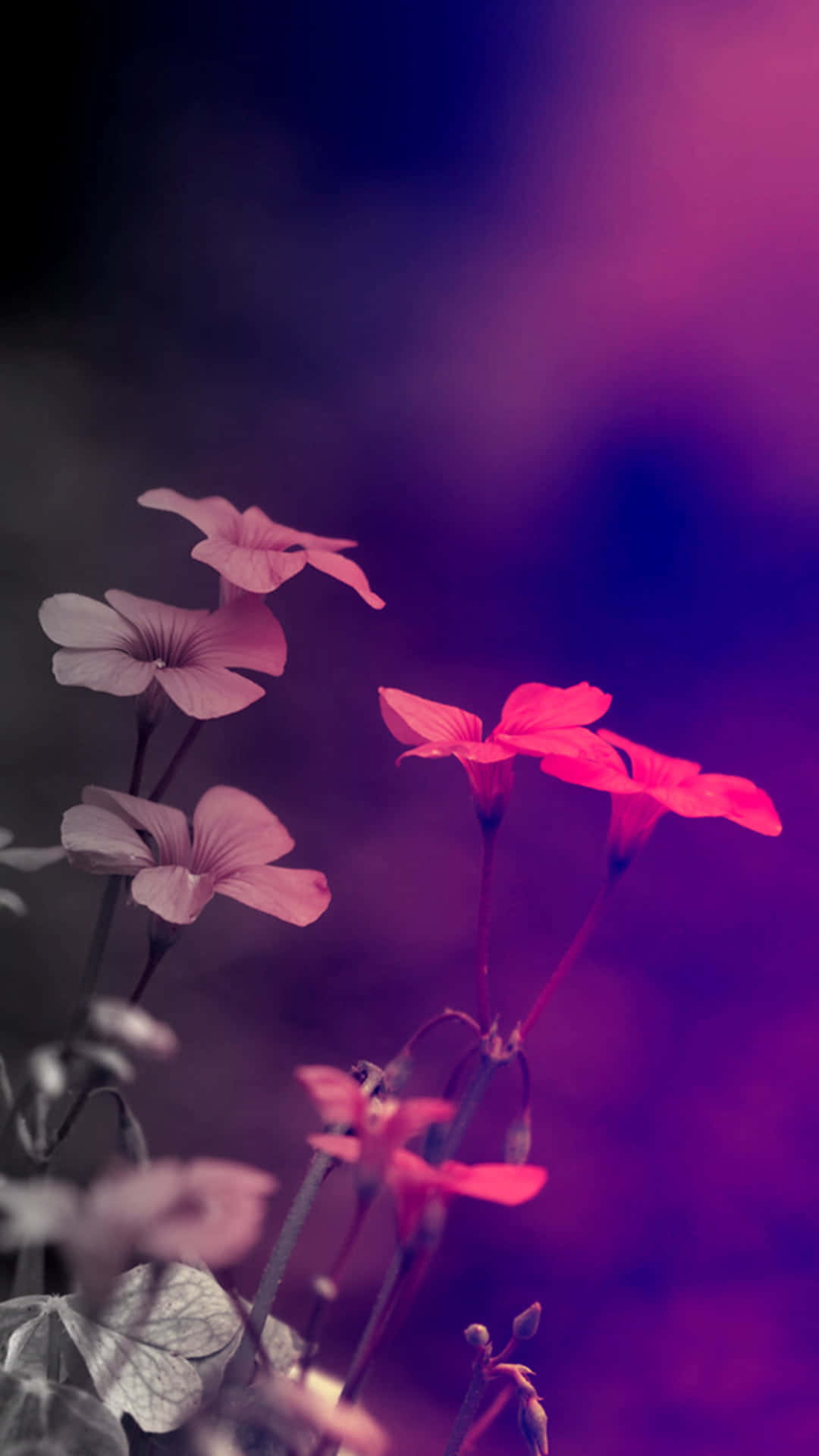 Captivating 桌布 壁紙 — 精緻的粉紅色花朵在夢幻的紫色和藍色漸變背景中閃耀，帶有柔和散景效果。