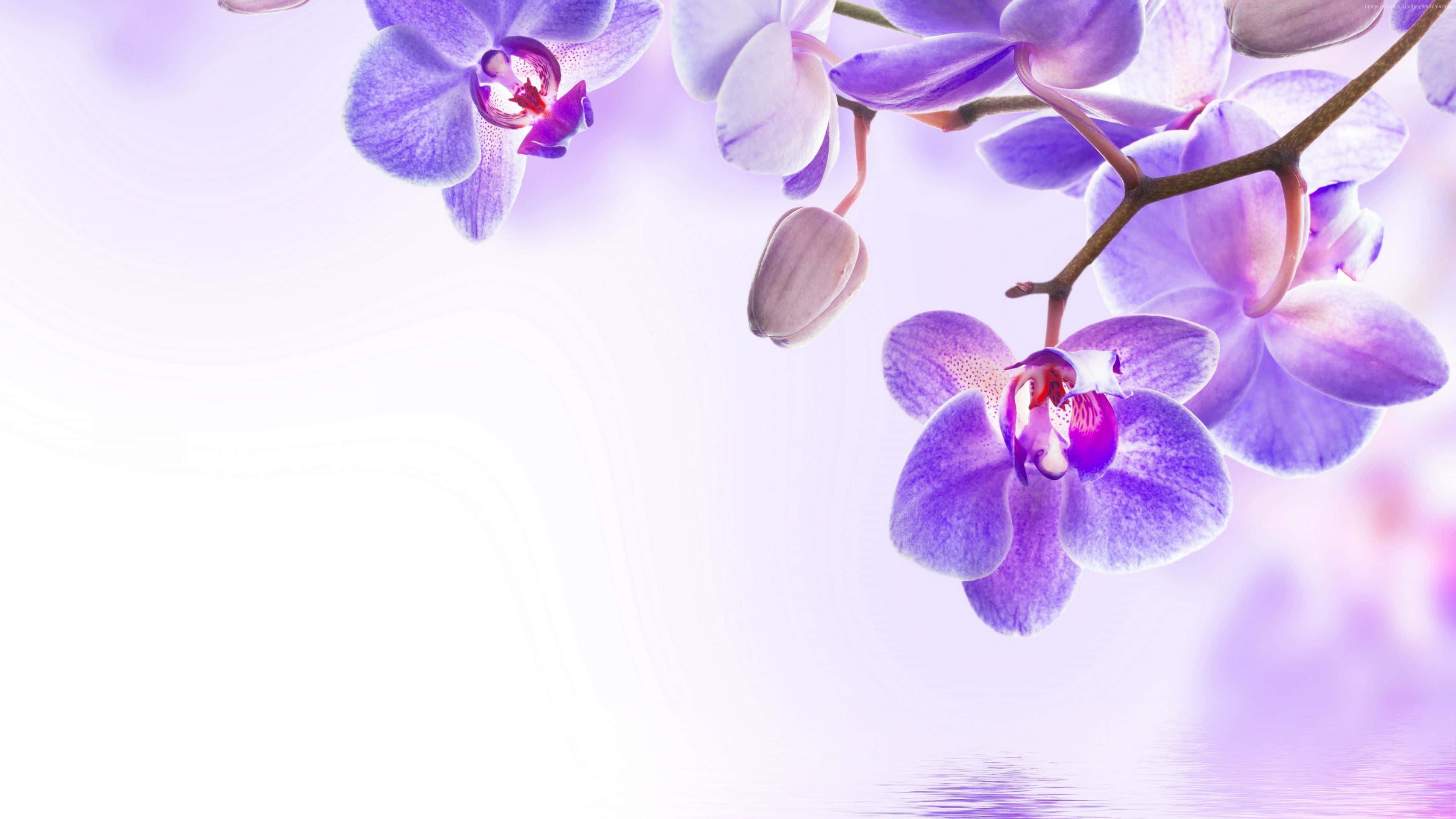 Orchids 桌布 壁紙 — 精緻的紫色蘭花在柔和的薰衣草和白色漸變背景上優雅綻放，帶有微妙的水面倒影。